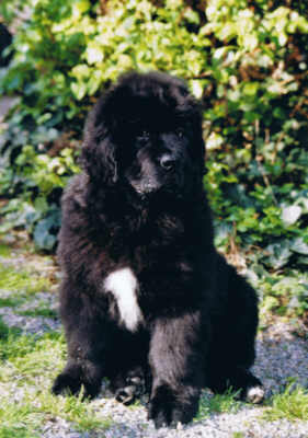 Neufundländer Junghunde