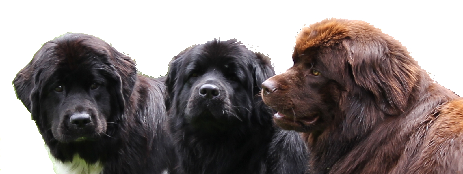 Der Neufundländer in drei Farben 