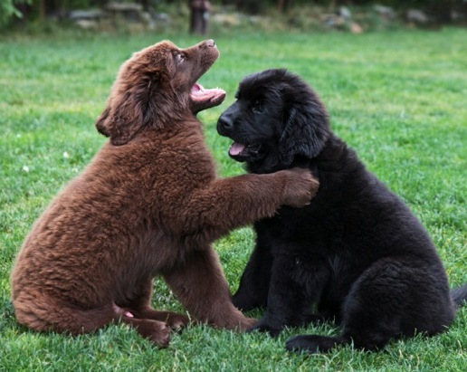 Welpe_ADKN_Braun_Schwarz