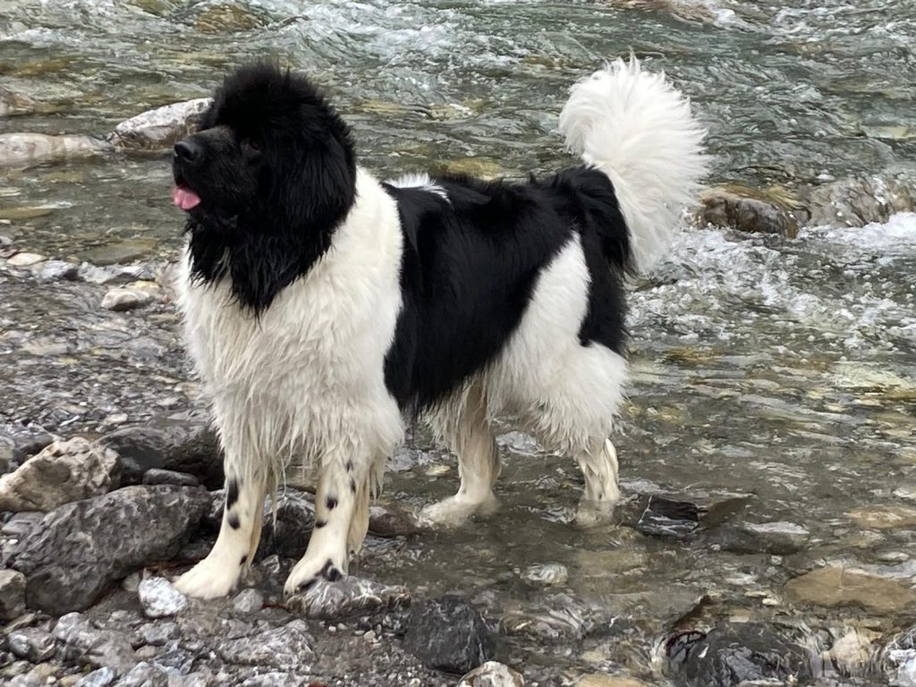 Wandern mit Hund in den Bergen